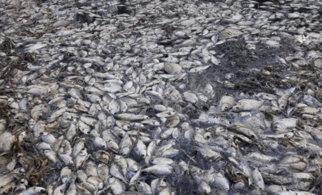 Mass death of fish in Paraguay