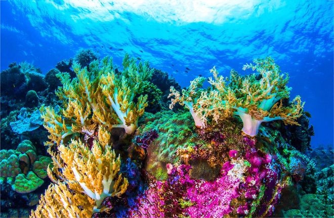 Australia : A skyscraper-sized coral reef found in Australia.
