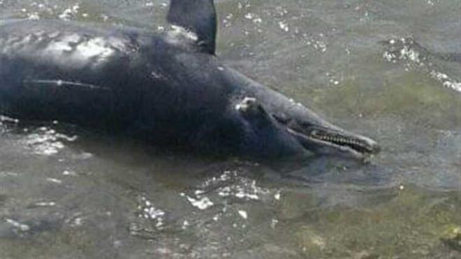 In Egypt, vacationers on the beach found 11 corpses of dolphins