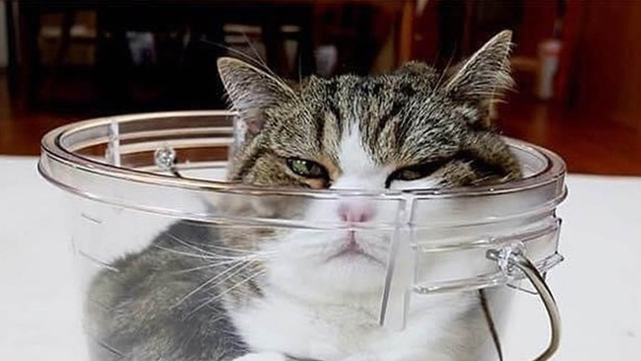 Cat in a blender video sparks widespread outrage online