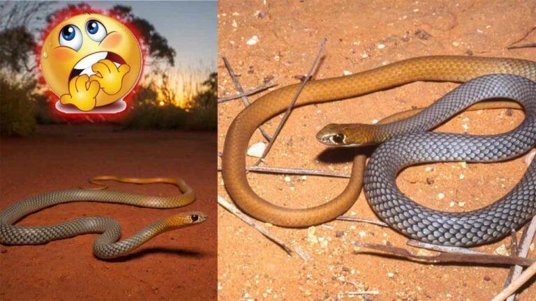 Australia’s new venomous desert whip snake leaves netizens horrified – “Another fear unlocked”